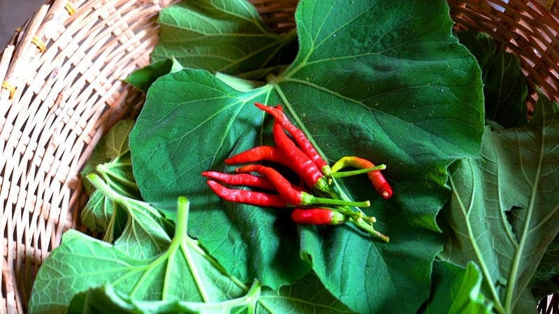 lau pata bata recipe in bengali